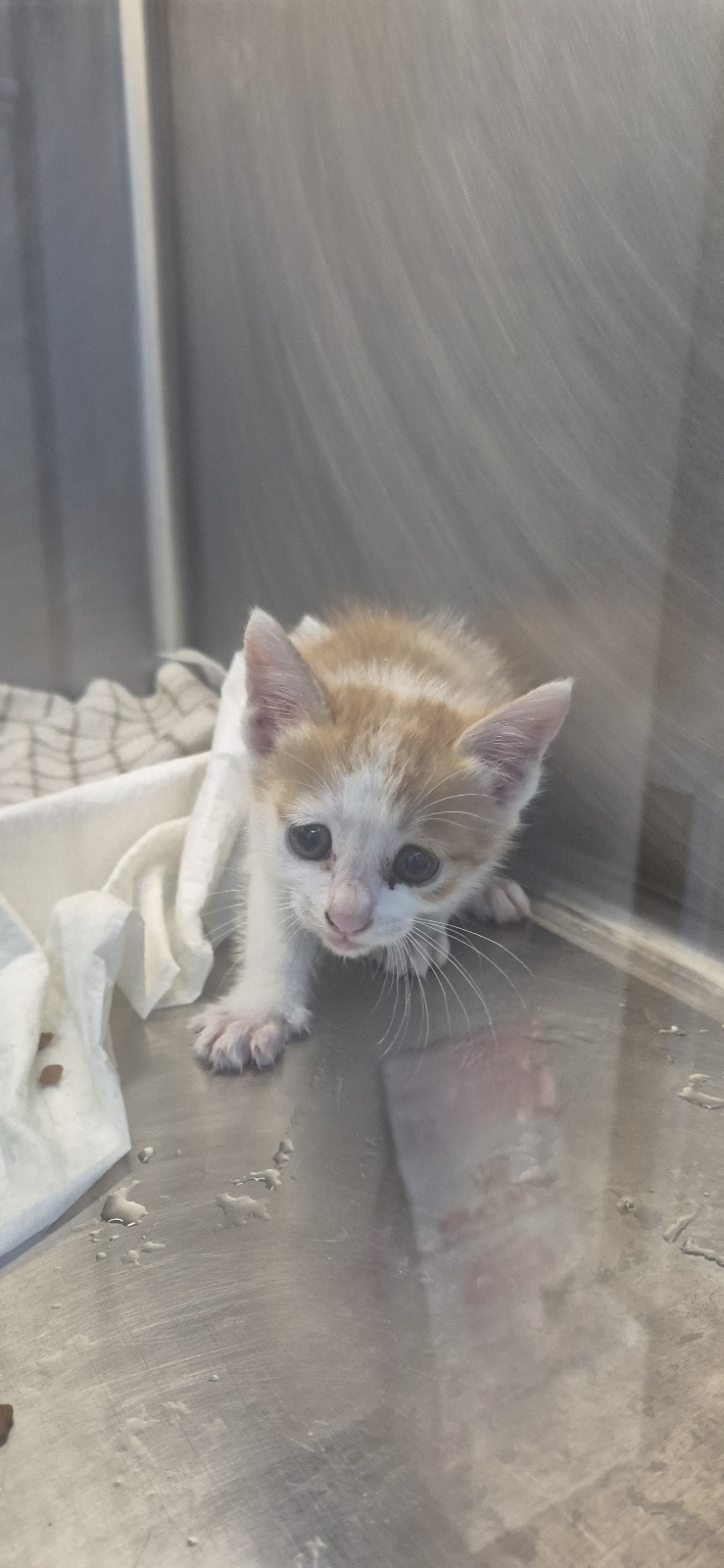 보호중 한국 고양이…